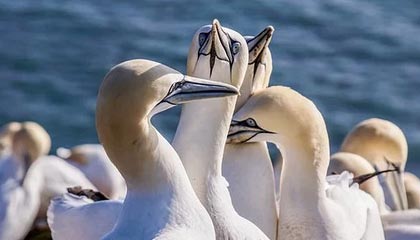 DB视讯百家乐世预赛-乌兹别克斯坦0-0阿联酋首进世界杯 费祖拉耶夫头球中框