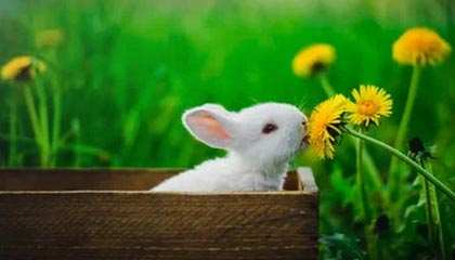 DB视讯百家乐世预赛-乌兹别克斯坦0-0阿联酋首进世界杯 费祖拉耶夫头球中框